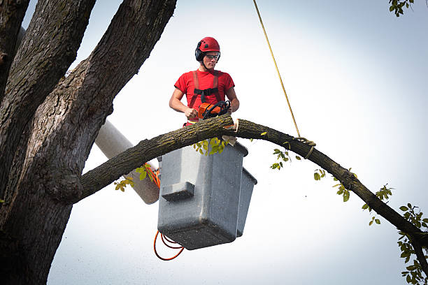 How Our Tree Care Process Works  in  Walker Valley, NY