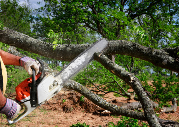 Walker Valley, NY Tree Services Company
